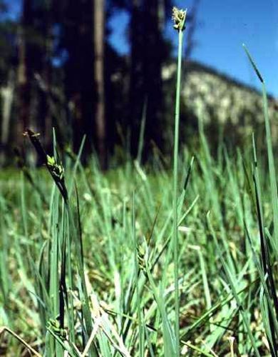 Carex livida